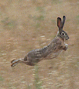 050325_s.gif